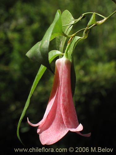 Фотография Lapageria rosea (Copihue). Щелкните, чтобы увеличить вырез.