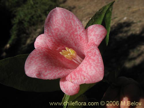 Imágen de Lapageria rosea (Copihue). Haga un clic para aumentar parte de imágen.