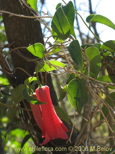 Фотография Lapageria rosea (Copihue). Щелкните, чтобы увеличить вырез.