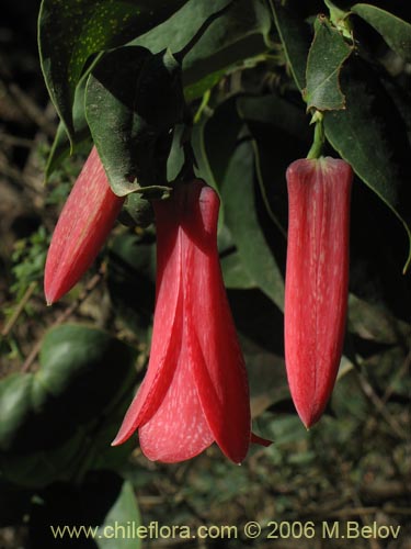 Bild von Lapageria rosea (Copihue). Klicken Sie, um den Ausschnitt zu vergrössern.