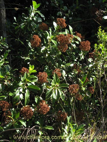 Image of Hydrangea serratifolia (Canelilla / Voqui naranjo / Voqui paulun). Click to enlarge parts of image.