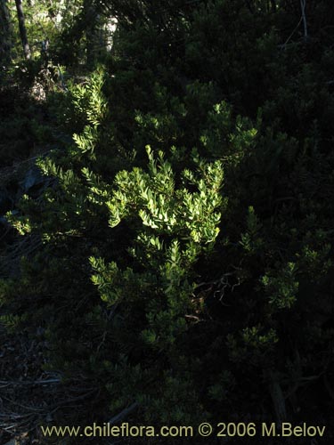 Imágen de Orites myrtoidea (Radal enano). Haga un clic para aumentar parte de imágen.