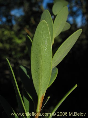 Imágen de Orites myrtoidea (Radal enano). Haga un clic para aumentar parte de imágen.