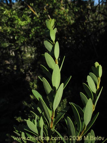 Imágen de Orites myrtoidea (Radal enano). Haga un clic para aumentar parte de imágen.