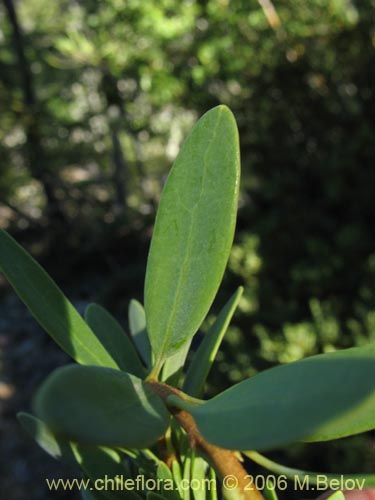 Bild von Orites myrtoidea (Radal enano). Klicken Sie, um den Ausschnitt zu vergrössern.