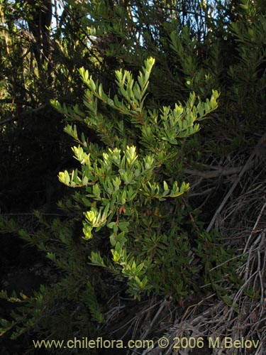 Bild von Orites myrtoidea (Radal enano). Klicken Sie, um den Ausschnitt zu vergrössern.