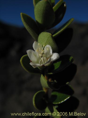 Image of Unidentified Plant sp. #2348 (). Click to enlarge parts of image.
