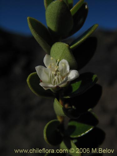 Image of Gaultheria sp. #2348 (). Click to enlarge parts of image.