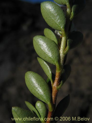 Image of Gaultheria sp. #2348 (). Click to enlarge parts of image.