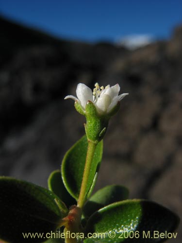 Gaultheria sp. #2348の写真