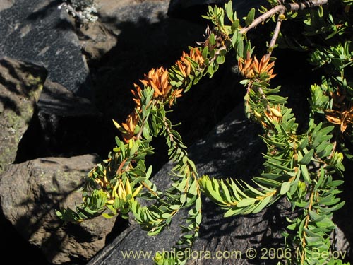 Imágen de Orites myrtoidea (Radal enano). Haga un clic para aumentar parte de imágen.