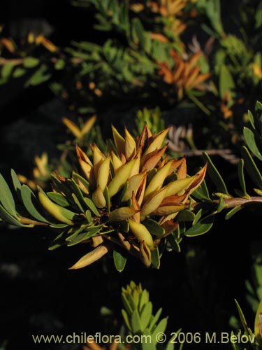 Imágen de Orites myrtoidea (Radal enano). Haga un clic para aumentar parte de imágen.