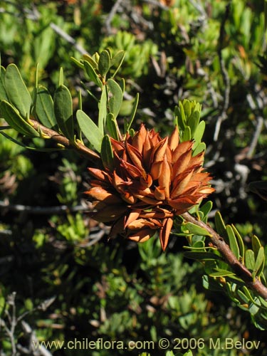 Imágen de Orites myrtoidea (Radal enano). Haga un clic para aumentar parte de imágen.