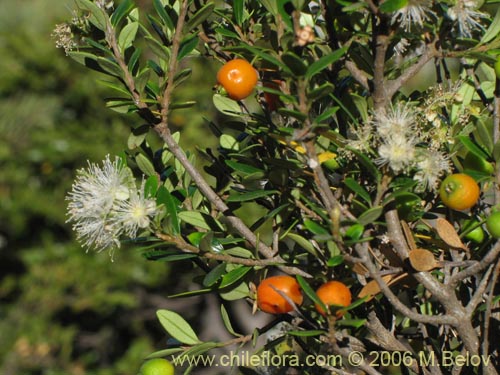 Фотография Myrceugenia chrysocarpa (Luma blanca / pitrilla). Щелкните, чтобы увеличить вырез.