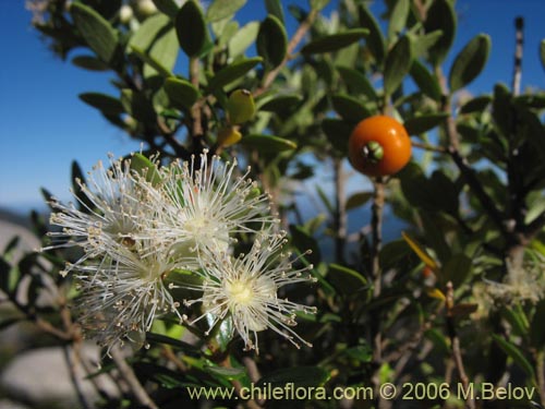 Imágen de Myrceugenia chrysocarpa (Luma blanca / pitrilla). Haga un clic para aumentar parte de imágen.