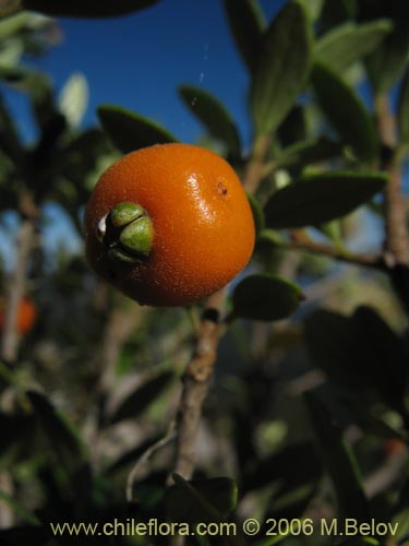 Bild von Myrceugenia chrysocarpa (Luma blanca / pitrilla). Klicken Sie, um den Ausschnitt zu vergrössern.