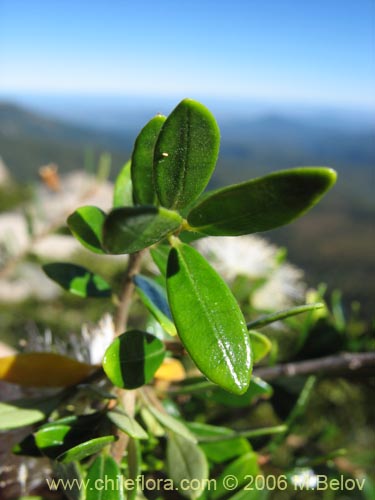 Bild von Myrceugenia chrysocarpa (Luma blanca / pitrilla). Klicken Sie, um den Ausschnitt zu vergrössern.