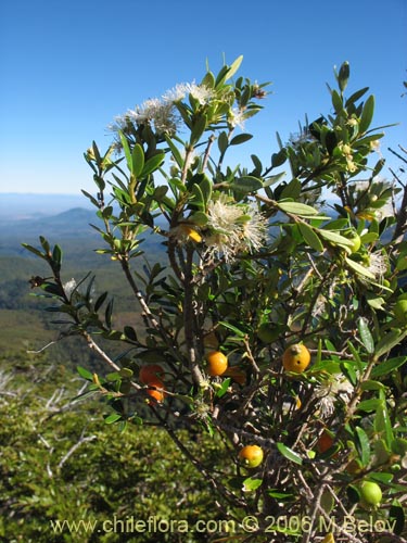 Imágen de Myrceugenia chrysocarpa (Luma blanca / pitrilla). Haga un clic para aumentar parte de imágen.