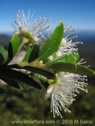 Image of Myrceugenia chrysocarpa (Luma blanca / pitrilla). Click to enlarge parts of image.