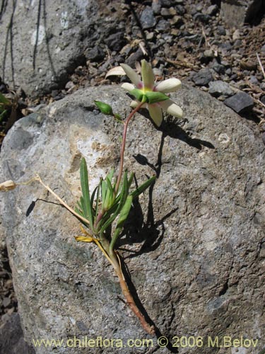 Bild von Montiopsis andicola (Renilla). Klicken Sie, um den Ausschnitt zu vergrössern.