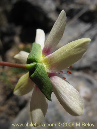 Bild von Montiopsis andicola (Renilla). Klicken Sie, um den Ausschnitt zu vergrössern.