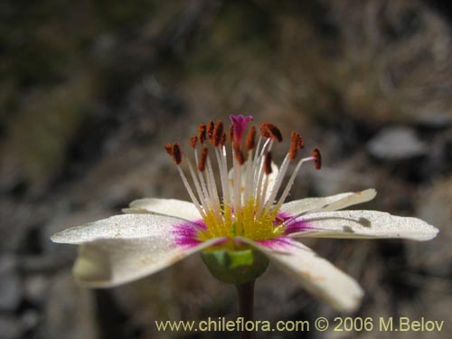 Фотография Montiopsis andicola (Renilla). Щелкните, чтобы увеличить вырез.
