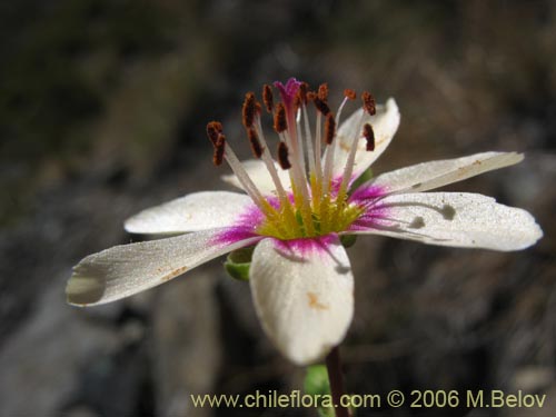 Фотография Montiopsis andicola (Renilla). Щелкните, чтобы увеличить вырез.