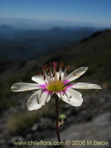 Bild von Montiopsis andicola (Renilla). Klicken Sie, um den Ausschnitt zu vergrössern.