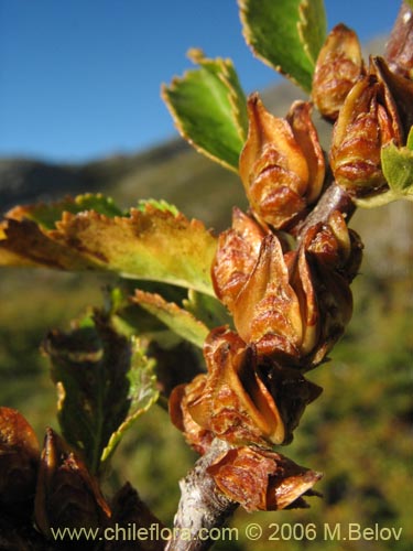 Bild von Nothofagus antarctica (Ñirre). Klicken Sie, um den Ausschnitt zu vergrössern.