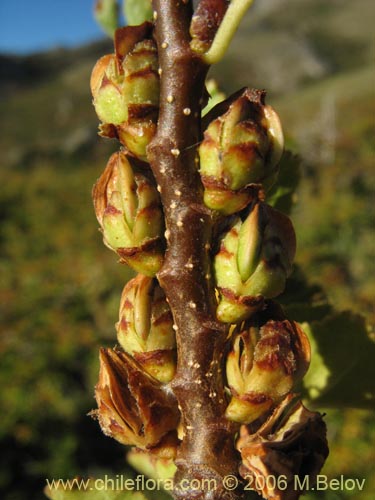 Фотография Nothofagus antarctica (Ñirre). Щелкните, чтобы увеличить вырез.