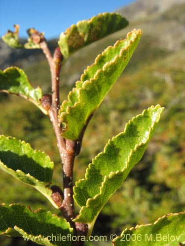 Фотография Nothofagus antarctica (Ñirre). Щелкните, чтобы увеличить вырез.