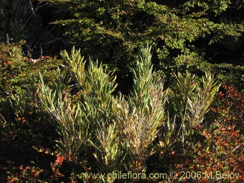 Image of Chusquea coleou (Colihue / Coleu). Click to enlarge parts of image.