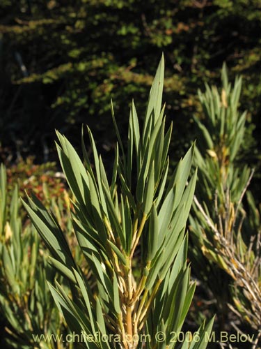 Image of Chusquea coleou (Colihue / Coleu). Click to enlarge parts of image.