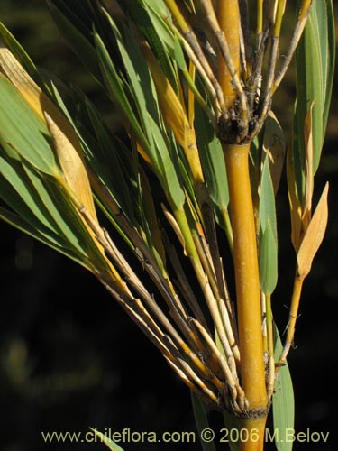 Image of Chusquea coleou (Colihue / Coleu). Click to enlarge parts of image.