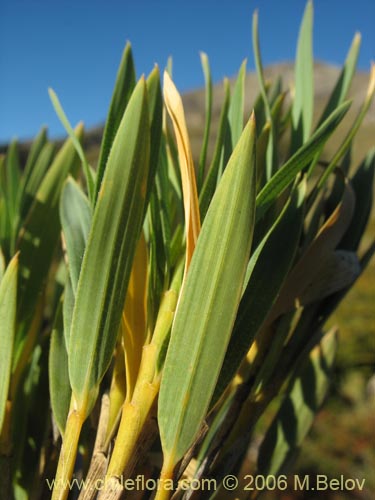 Image of Chusquea coleou (Colihue / Coleu). Click to enlarge parts of image.