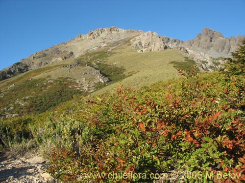 Bild von Nothofagus antarctica (Ñirre). Klicken Sie, um den Ausschnitt zu vergrössern.