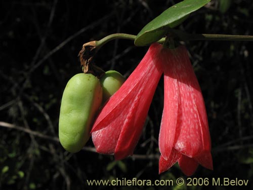 Фотография Lapageria rosea (Copihue). Щелкните, чтобы увеличить вырез.