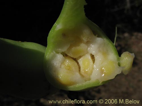 Imágen de Lapageria rosea (Copihue). Haga un clic para aumentar parte de imágen.