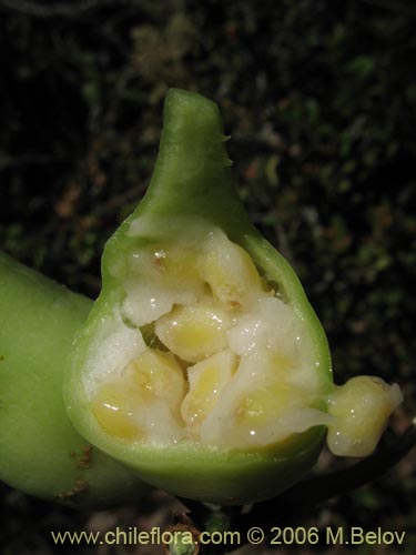 Imágen de Lapageria rosea (Copihue). Haga un clic para aumentar parte de imágen.