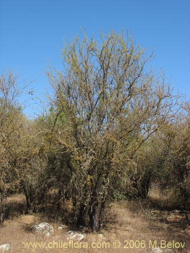 Acacia caven的照片