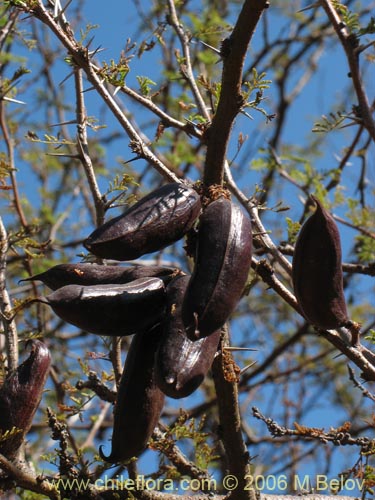 Imágen de Acacia caven (Espino / Aromo). Haga un clic para aumentar parte de imágen.