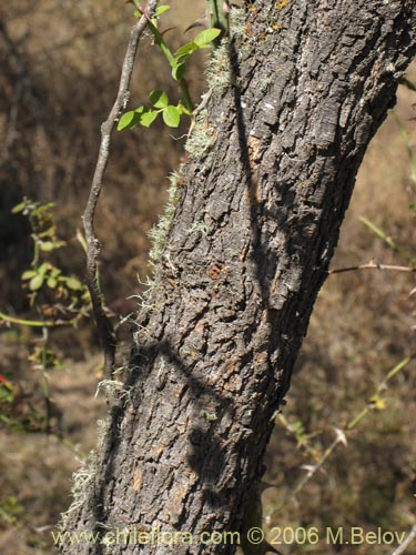 Image of Acacia caven (Espino / Aromo). Click to enlarge parts of image.