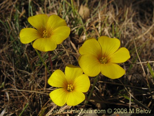 Image of Oxalis sp.   #1561 (). Click to enlarge parts of image.