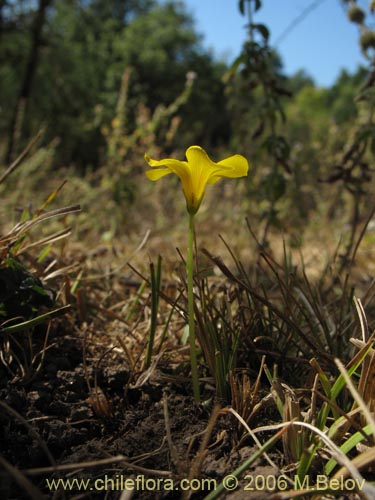 Oxalis sp. #1561の写真