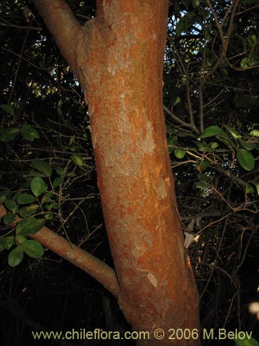 Bild von Blepharocalyx cruckshanksii (Temu / Palo colorado). Klicken Sie, um den Ausschnitt zu vergrössern.