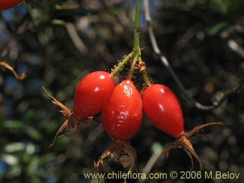 Фотография Rosa moschata (Rosa mosqueta / Mosqueta / Rosa silvestre). Щелкните, чтобы увеличить вырез.