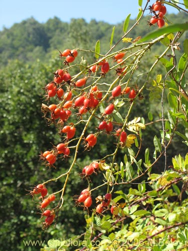 Bild von Rosa moschata (Rosa mosqueta / Mosqueta / Rosa silvestre). Klicken Sie, um den Ausschnitt zu vergrössern.