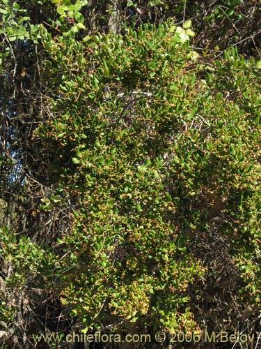 Фотография Myrceugenia exsucca (Pitrilla / Pitra / Patagua). Щелкните, чтобы увеличить вырез.