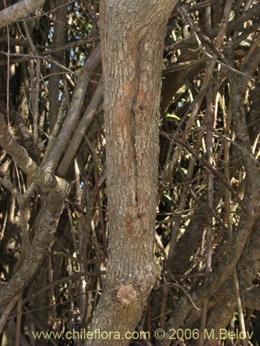 Image of Myrceugenia exsucca (Pitrilla / Pitra / Patagua). Click to enlarge parts of image.
