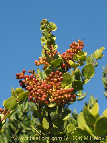 Bild von Notanthera heterophylla (Quintral del boldo / peumo / laurel). Klicken Sie, um den Ausschnitt zu vergrössern.